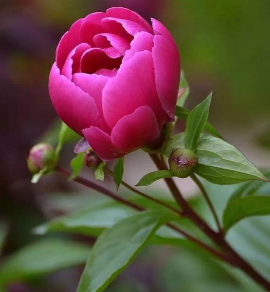 芍药怎么养