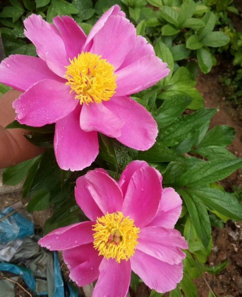 芍药怎么养