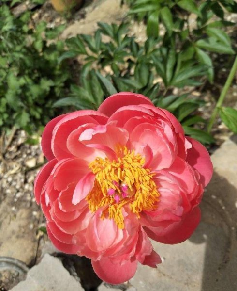 芍药怎么养