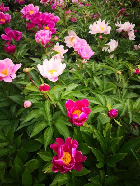 芍药怎么养