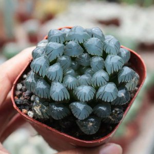 玉露有哪些品种 适合新手养殖的玉露品种推荐