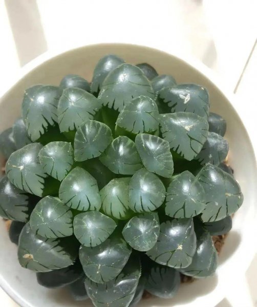 玉露有哪些品种