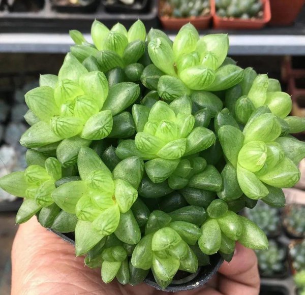 玉露有哪些品种