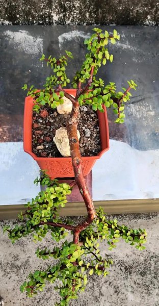 比较耐干的绿植有哪些