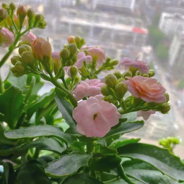 比较耐干的绿植有哪些