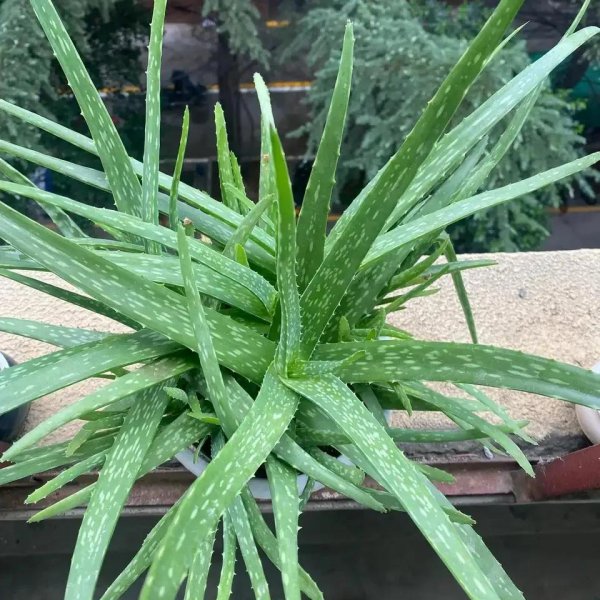 比较耐干的绿植有哪些