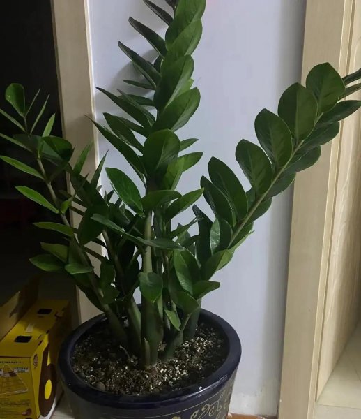 比较耐干的绿植有哪些