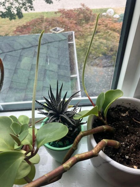 颜值高的小巧盆栽有哪些