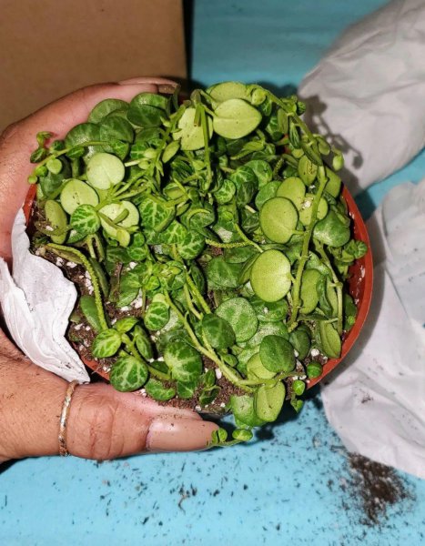 颜值高的小巧盆栽有哪些