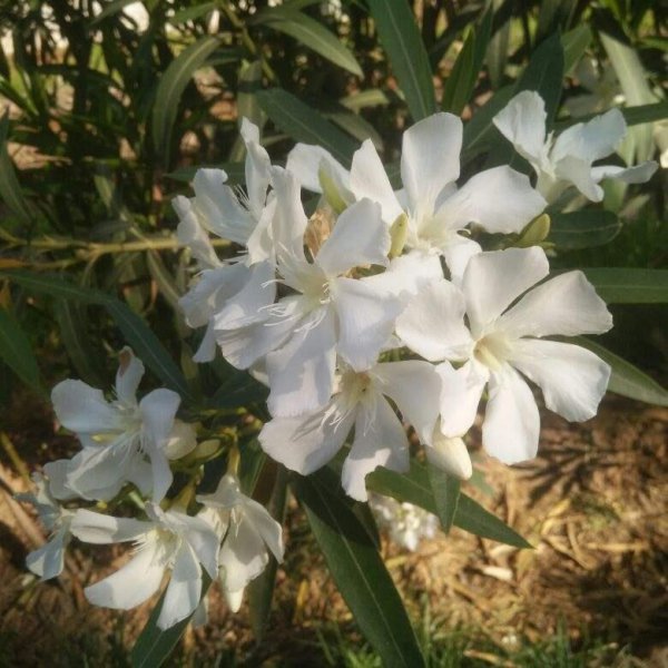 夹竹桃有毒吗