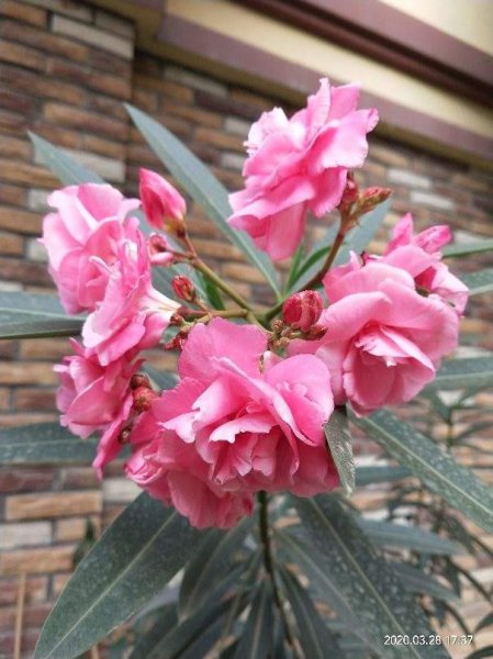 夹竹桃有毒吗