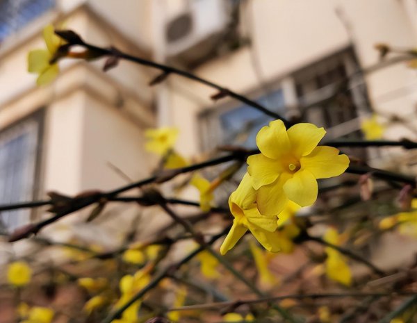 迎春花和落叶灌木有什么区别