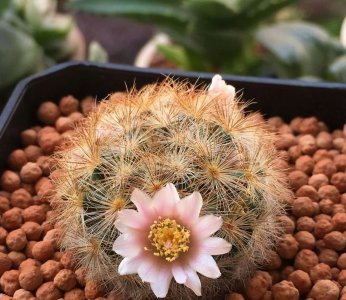 仙人球夏天怎么养最好 仙人球夏天的养护技巧