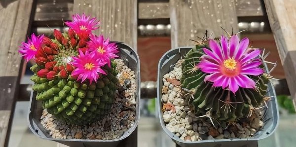 仙人球夏天怎么养最好