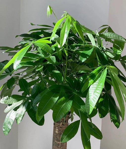 喜欢酒的花有哪些品种