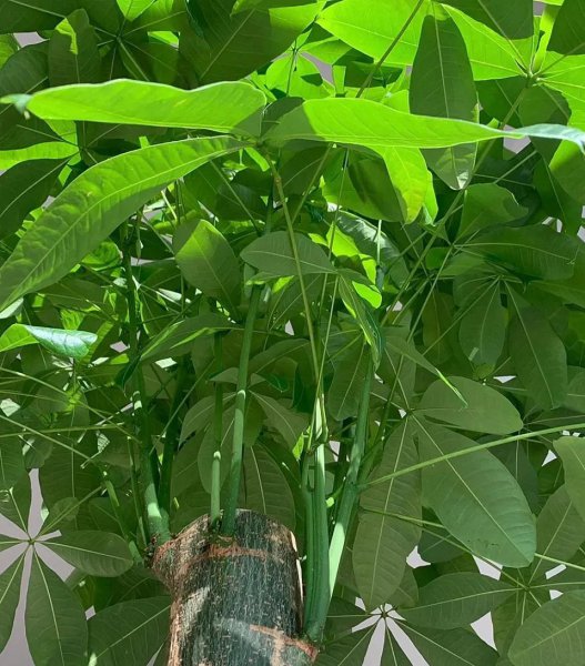 喜欢酒的花有哪些品种