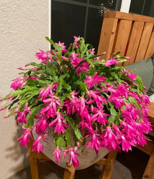 喜欢酒的花有哪些品种