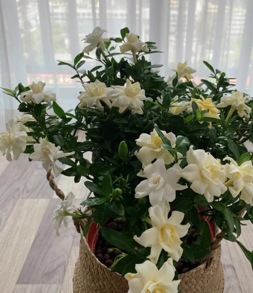 喜欢酒的花有哪些品种