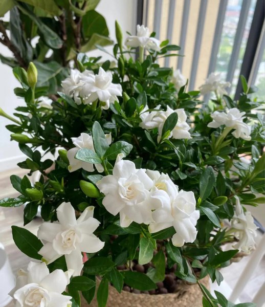 喜欢酒的花有哪些品种