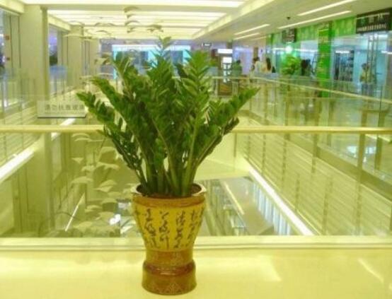 金钱树能吸收甲醛吗