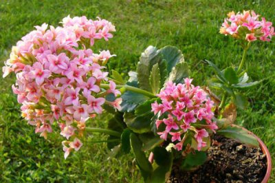 夏季怎样养长寿花 长寿花夏季养护方法