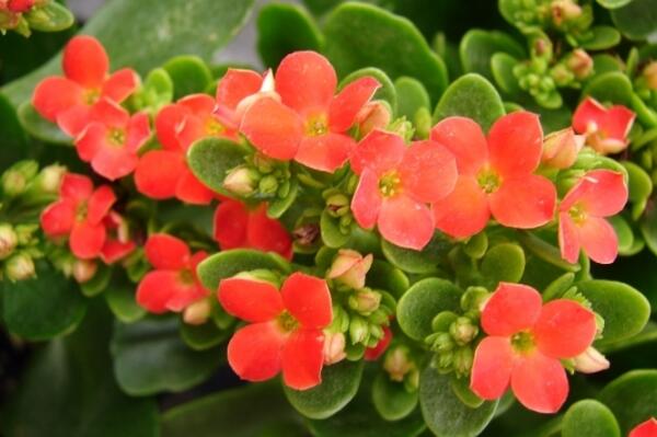 夏季怎样养长寿花