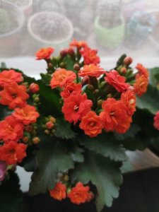 长寿花5月怎么养护 长寿花5月养护技巧