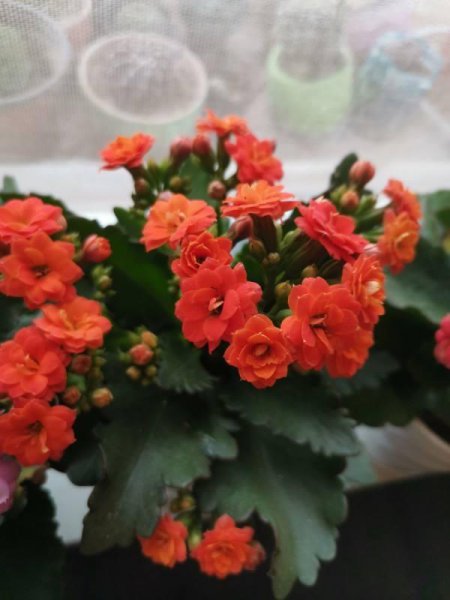 长寿花5月怎么养护