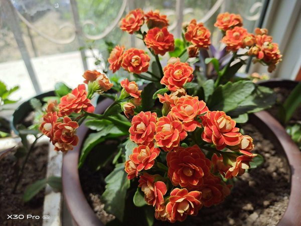 长寿花5月怎么养护
