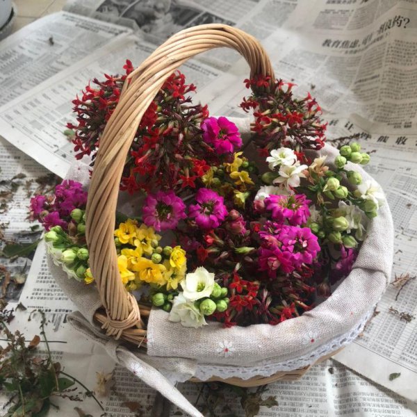 长寿花5月怎么养护