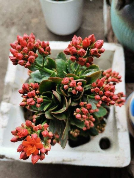 长寿花5月怎么养护