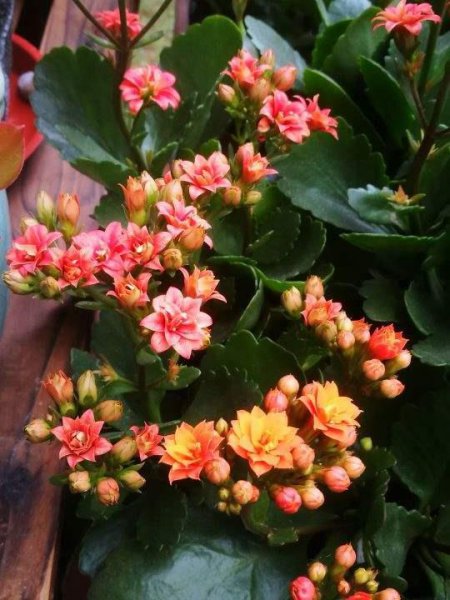 长寿花5月怎么养护