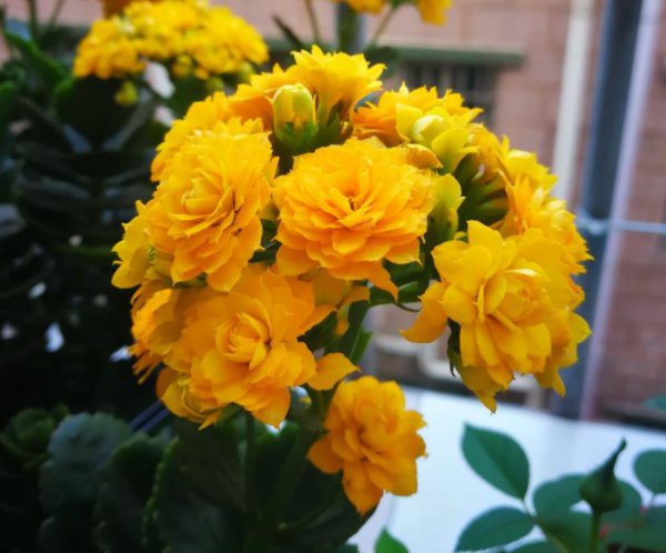 长寿花5月怎么养护