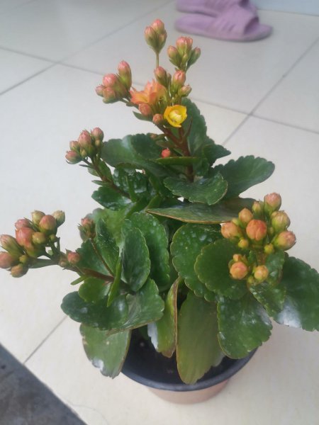 长寿花5月怎么养护