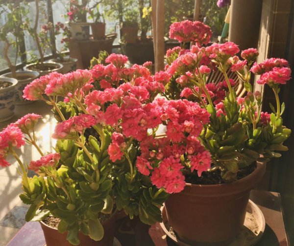 长寿花5月怎么养护