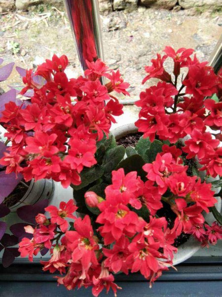 长寿花5月怎么养护