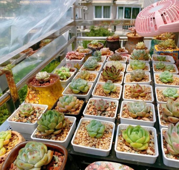 景天多肉是露养好还是室内养好