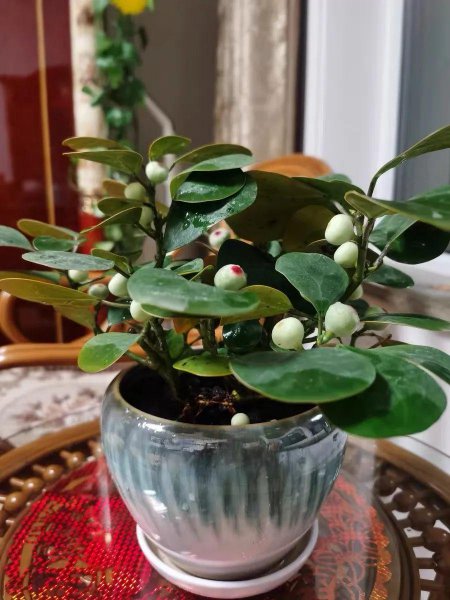 小盼菩提是什么植物