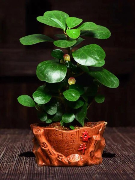 小盼菩提是什么植物