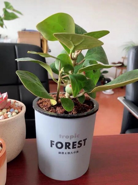 小盼菩提是什么植物