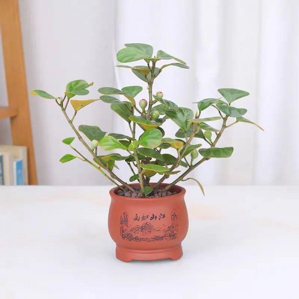 小盼菩提是什么植物