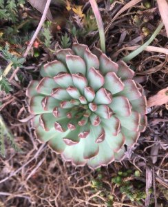 老家房顶长的多肉是什么植物 详解瓦片上的多肉
