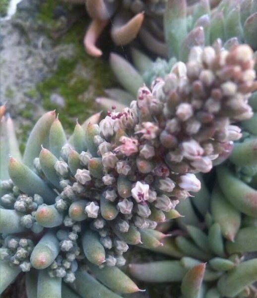 老家房顶长的多肉是什么植物