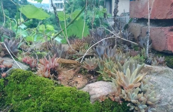 老家房顶长的多肉是什么植物