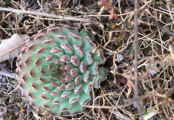 老家房顶长的多肉是什么植物