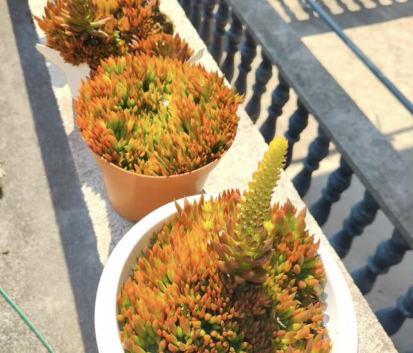 老家房顶长的多肉是什么植物