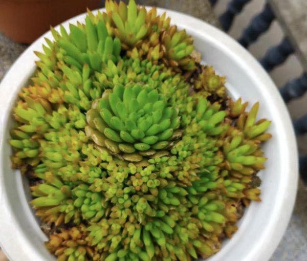 老家房顶长的多肉是什么植物
