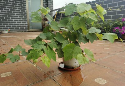 哪些花容易缺铁 盘点4种容易缺铁的花卉植物