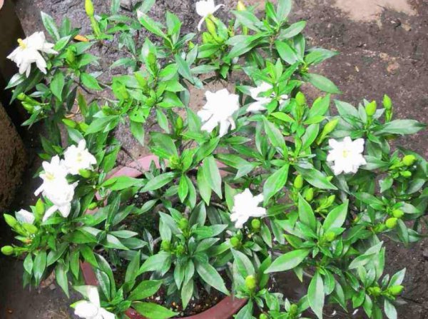 哪些花容易缺铁
