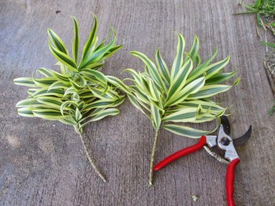 秋季盆栽植物怎么扦插繁殖 有关秋天盆栽植物繁殖方法